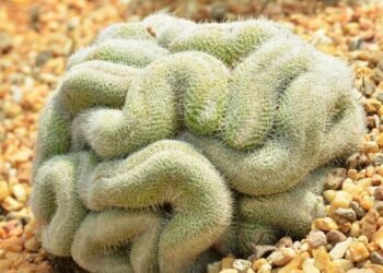 15 Halloween Houseplants That Will Make Your Home Look Like A Horror Movie