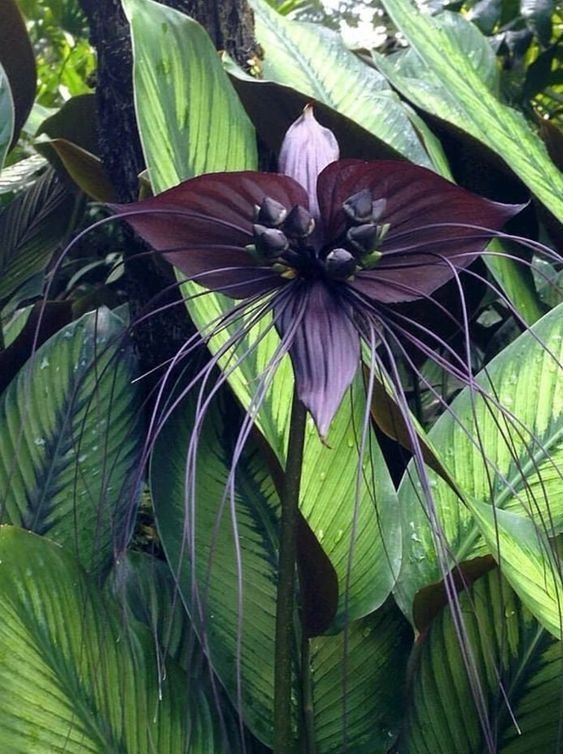 Black Bat Flower