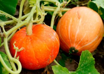 10 Tips To Pick A Pumpkin That Can Last Until Halloween Ends