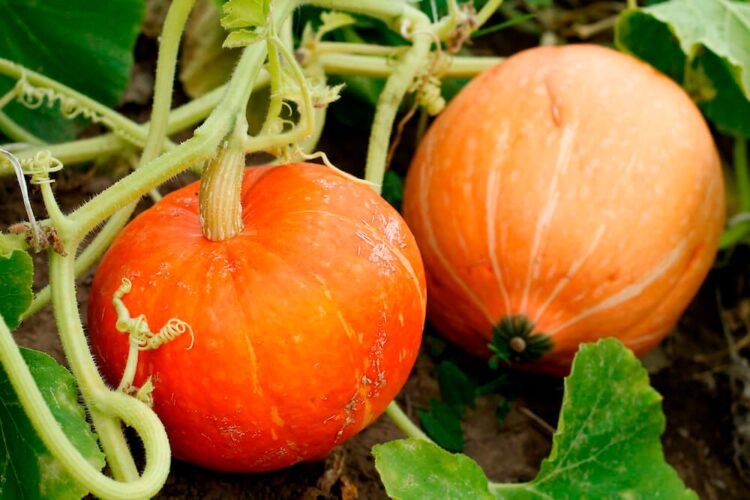 10 Tips To Pick A Pumpkin That Can Last Until Halloween Ends