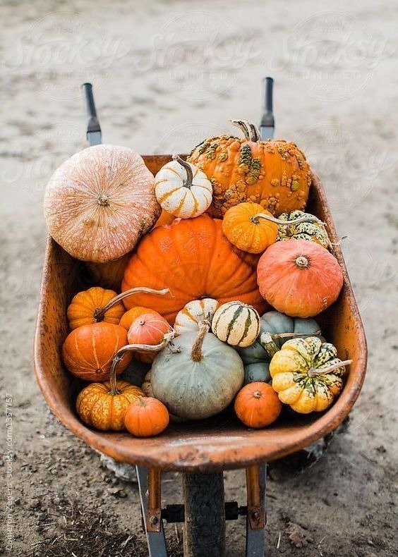 pick a pumpkin