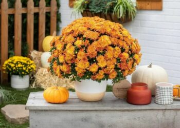 30 Best Fall Flowers For Your Stunning Autumnal Garden 30 Best Fall Flowers For Your Stunning Autumnal Garden