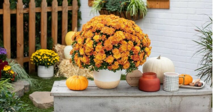 30 Best Fall Flowers For Your Stunning Autumnal Garden
