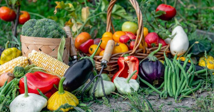 30 Fall Vegetables To Plant In Your Garden For A Flavorful Winter