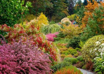 30 Best Fall Trees That Can Add Some Color To Your Landscape 30 Best Fall Trees That Can Add Some Color To Your Landscape