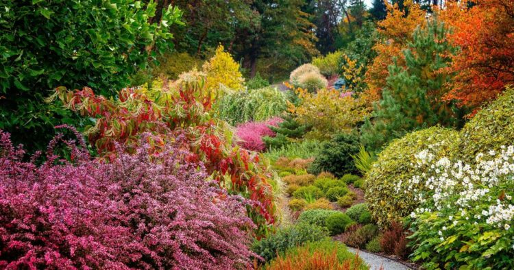 30 Best Fall Trees That Can Add Some Color To Your Landscape