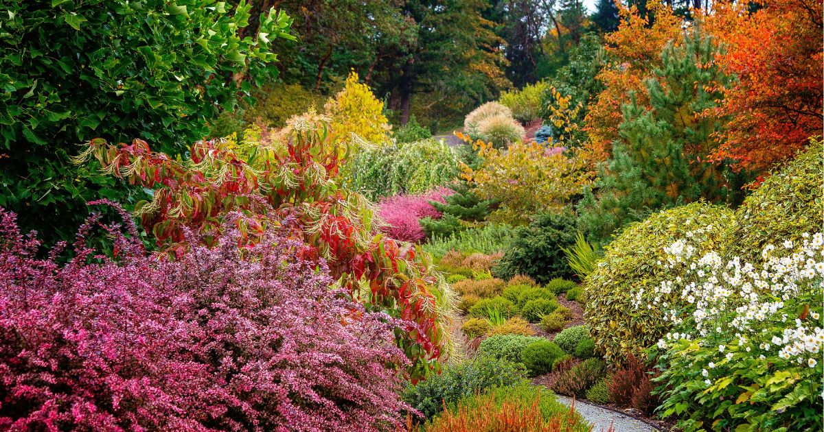 30 Best Fall Trees That Can Add Some Color To Your Landscape