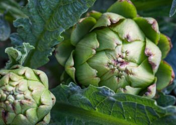 22 Amazing Perennial Vegetables That Will Keep Coming Back Every Year 22 Amazing Perennial Vegetables That Will Keep Coming Back Every Year