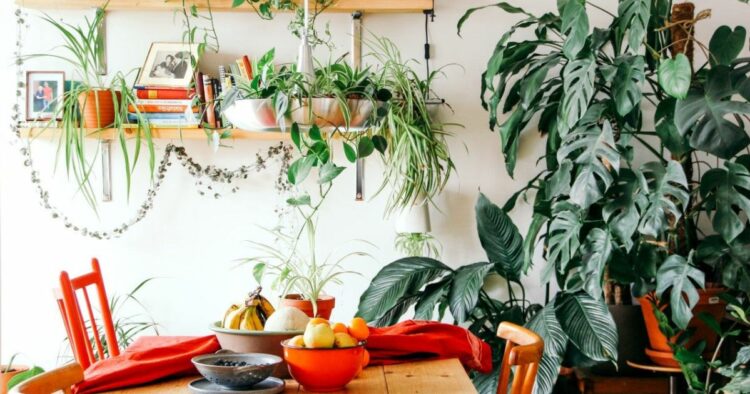 20 Fastest-Growing Houseplants To Create A Lush Indoor Garden
