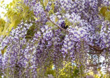 20 Fast-Growing Vines That Are Perfect For Privacy And Decoration 20 Fast-Growing Vines That Are Perfect For Privacy And Decoration
