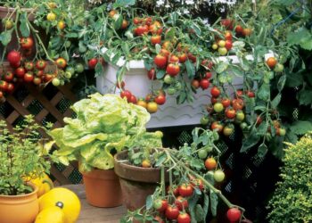 30 Vegetable Container Garden Ideas That Help You Save Space And Money 30 Vegetable Container Garden Ideas That Help You Save Space And Money