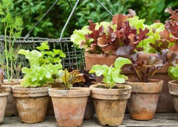 20 Best Vegetables To Grow In Pots For A Year-Round Supply Of Fresh Produce 20 Best Vegetables To Grow In Pots For A Year-Round Supply Of Fresh Produce