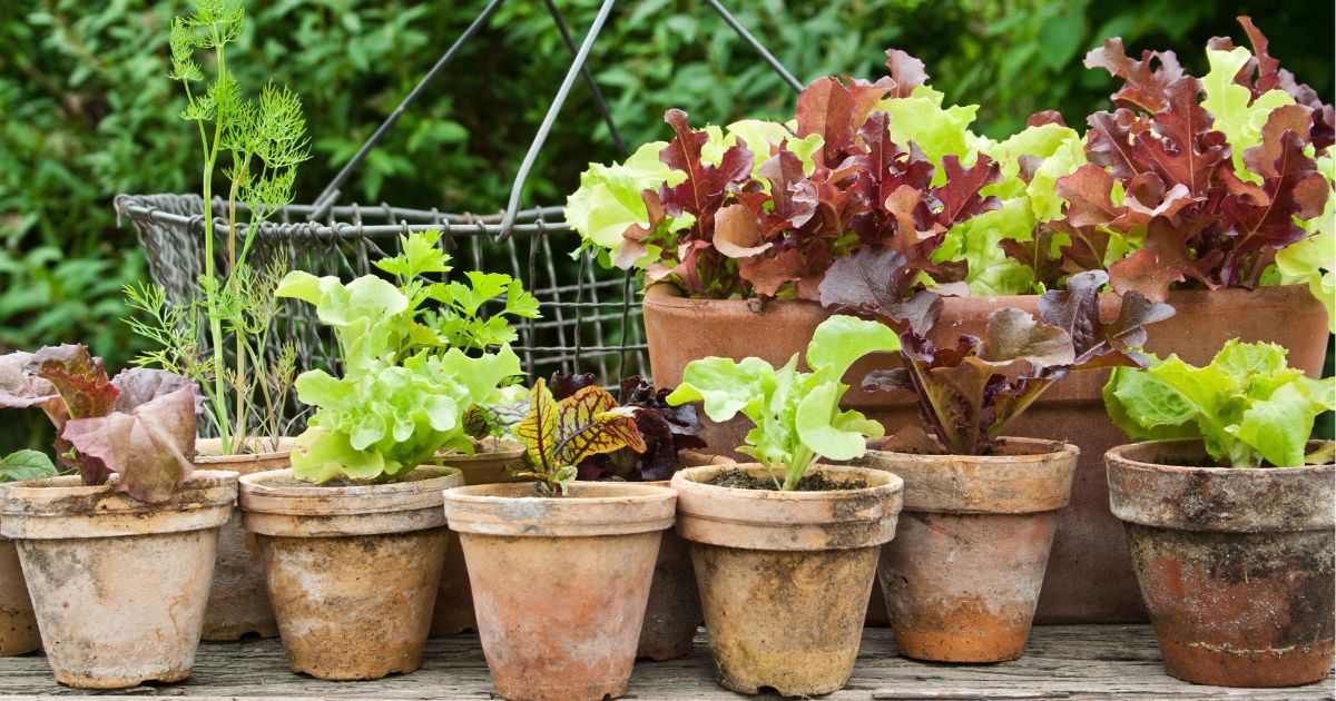 20 Best Vegetables To Grow In Pots For A Year-Round Supply Of Fresh Produce