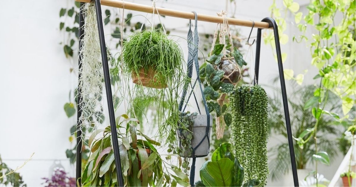 22 Hanging Houseplants That Will Make Your Space More Green And Gorgeous