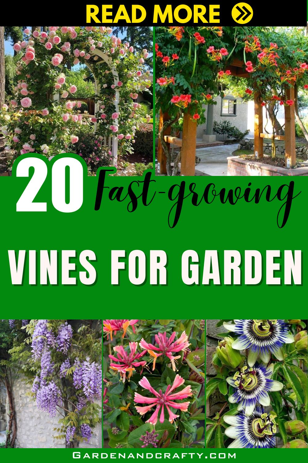 20 Fast-Growing Vines That Are Perfect For Privacy And Decoration