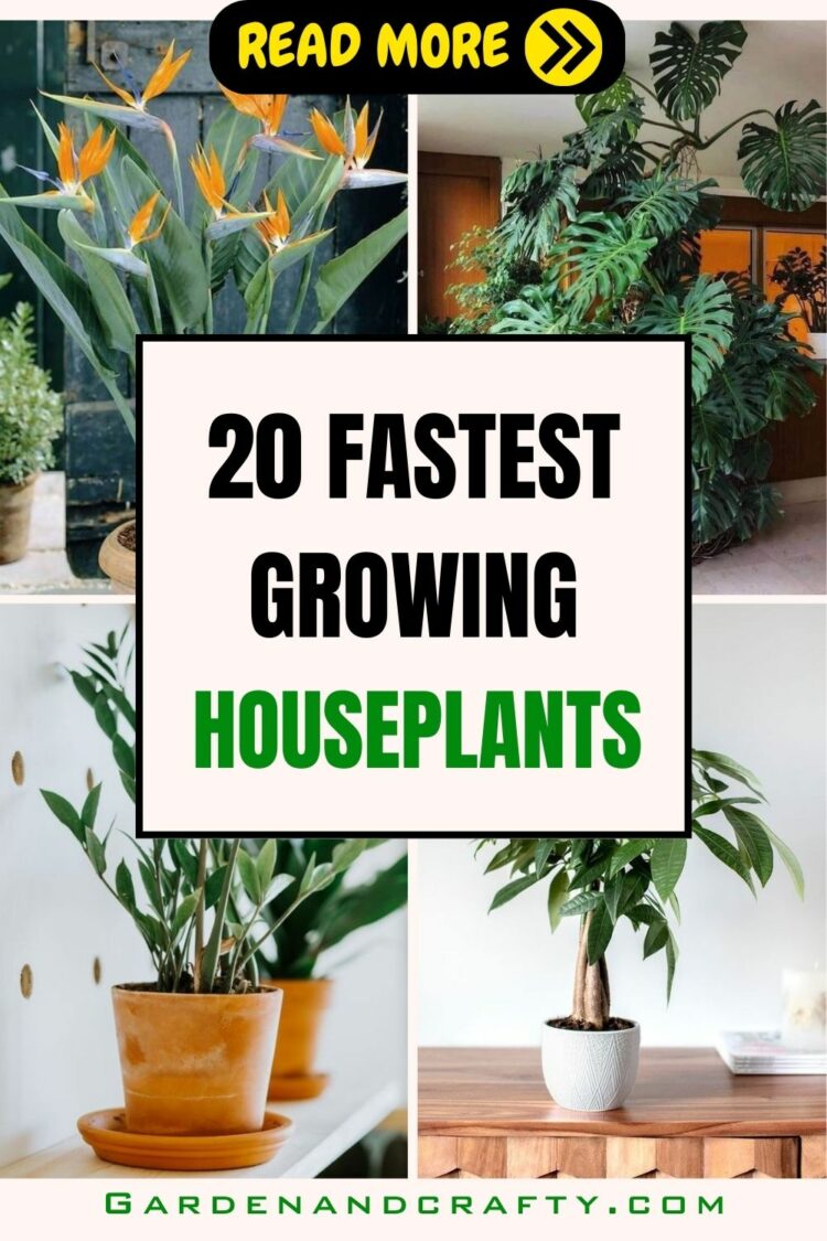 20 FastestGrowing Houseplants To Create A Lush Indoor Garden