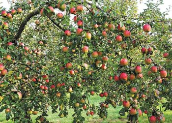 25 Perennial Fruits You Should Grow 25 Perennial Fruits You Should Grow