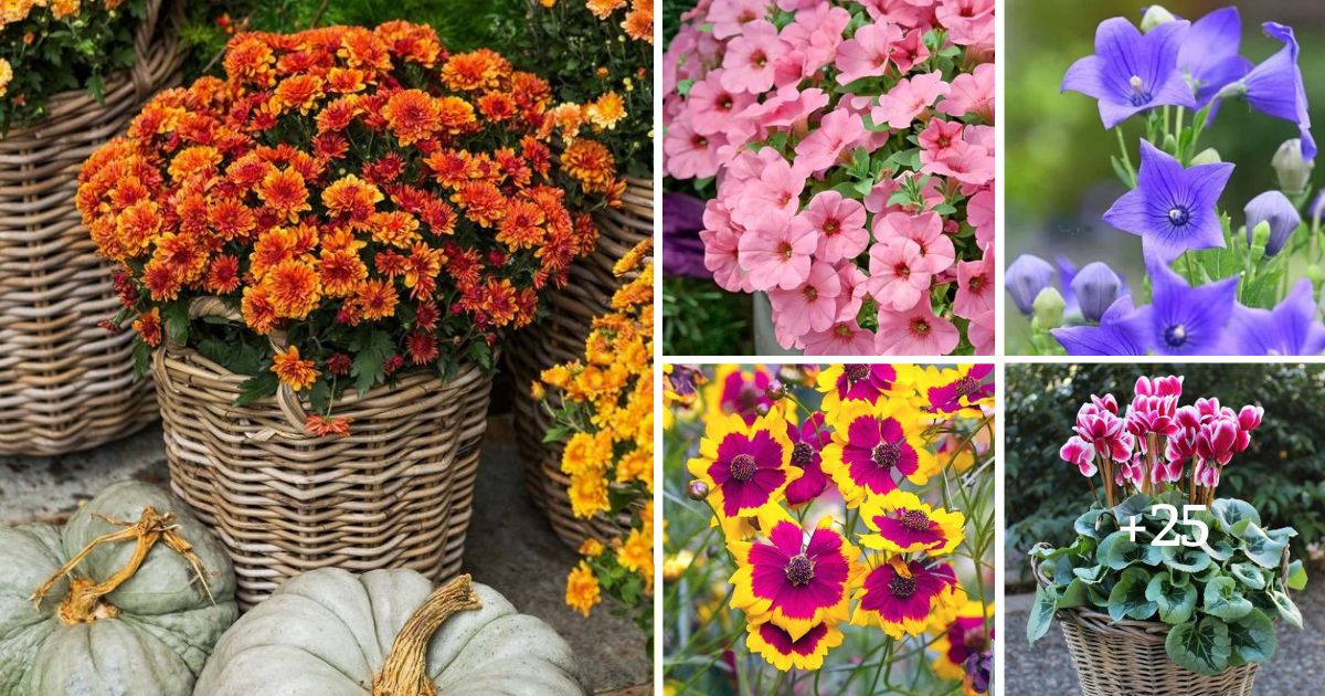 30 Best Fall Flowers For Your Stunning Autumnal Garden