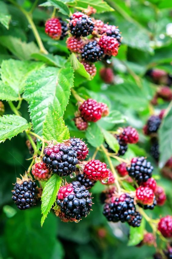 25 Perennial Fruit Trees You Can Harvest All Year Round