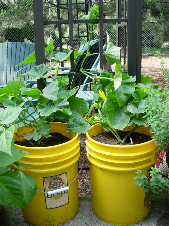 Bucket Containers