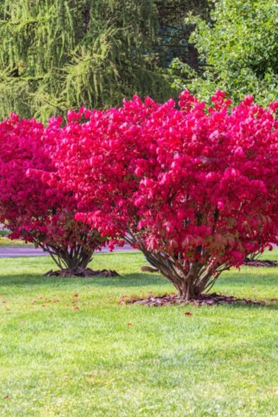 best trees for fall color 