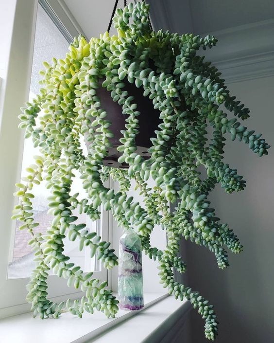 22 Hanging Houseplants That Will Make Your Space More Green And Gorgeous