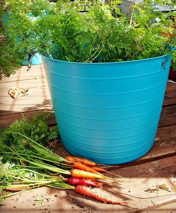 20 Best Vegetables To Grow In Pots For A Year-Round Supply Of Fresh Produce