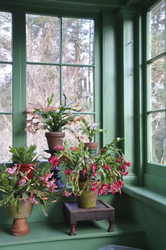 22 Indoor Houseplants That Thrive In Direct Sunlight To Liven Up Your Home