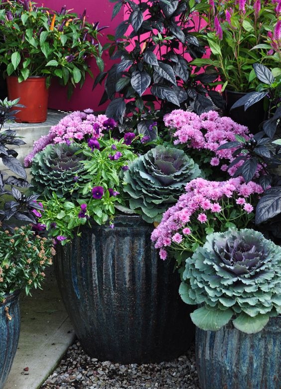fall plants for containers 