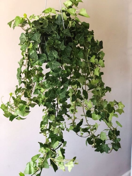 22 Amazing Indoor Plants That Release Oxygen At Night To Improve Air Quality