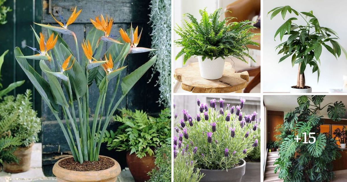 20 FastestGrowing Houseplants To Create A Lush Indoor Garden