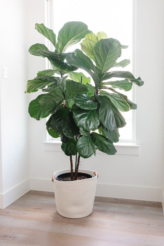 20 Indoor Plants For The Living Room To Dress Up Your Space