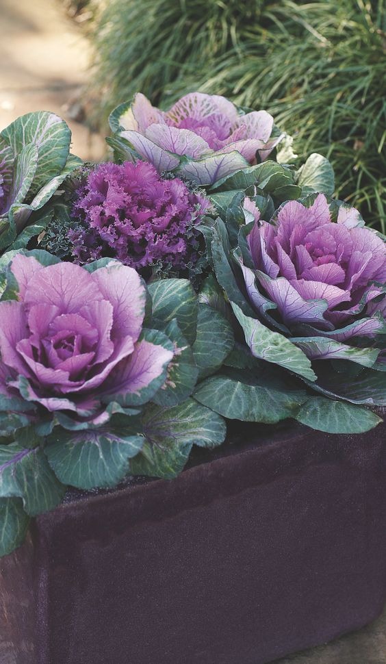 Flowering Kale And Cabbage