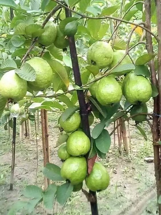 Guava Tree