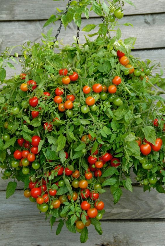 Hanging Tomato Basket