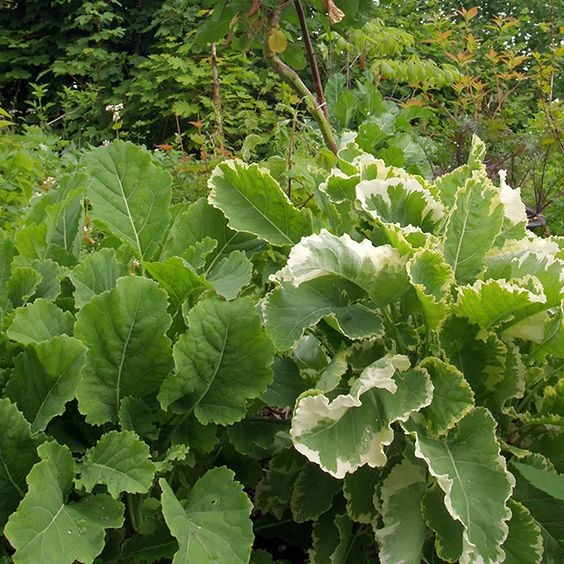 Kale And Collards