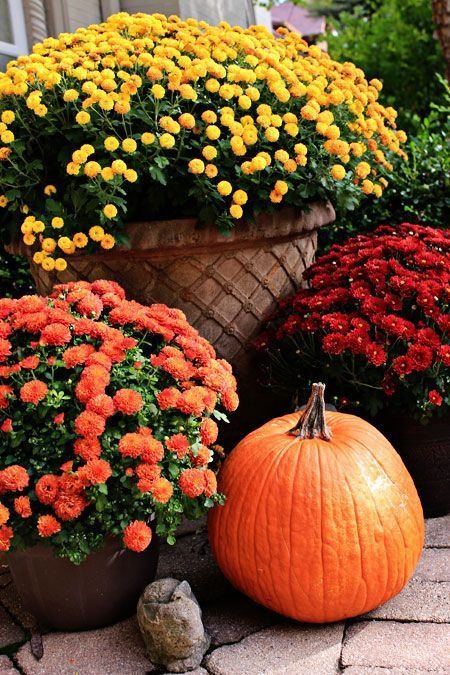 fall plants for containers 