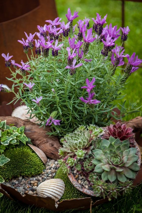 25 Drought-Tolerant Plants That Help You Save Water And Money