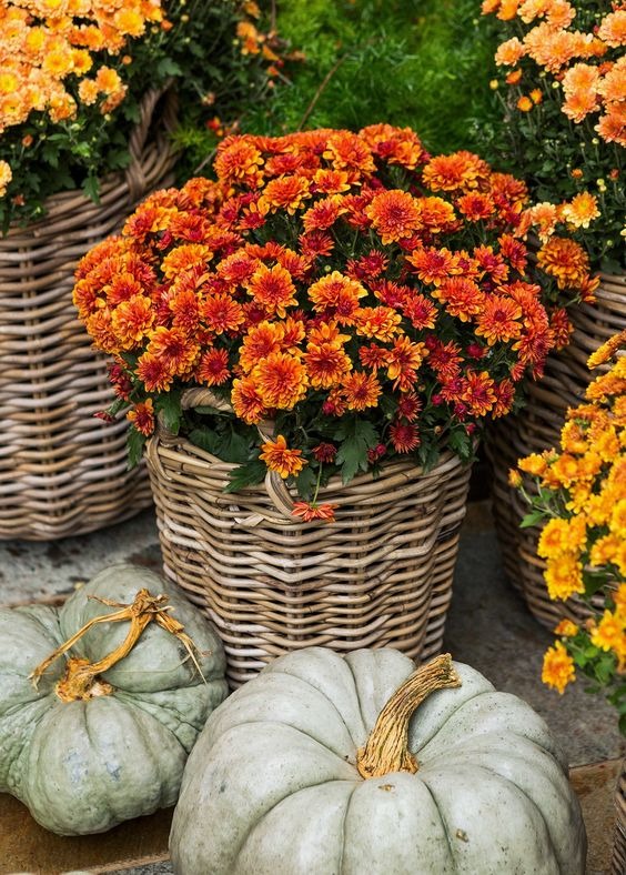 best fall flowers to plant 