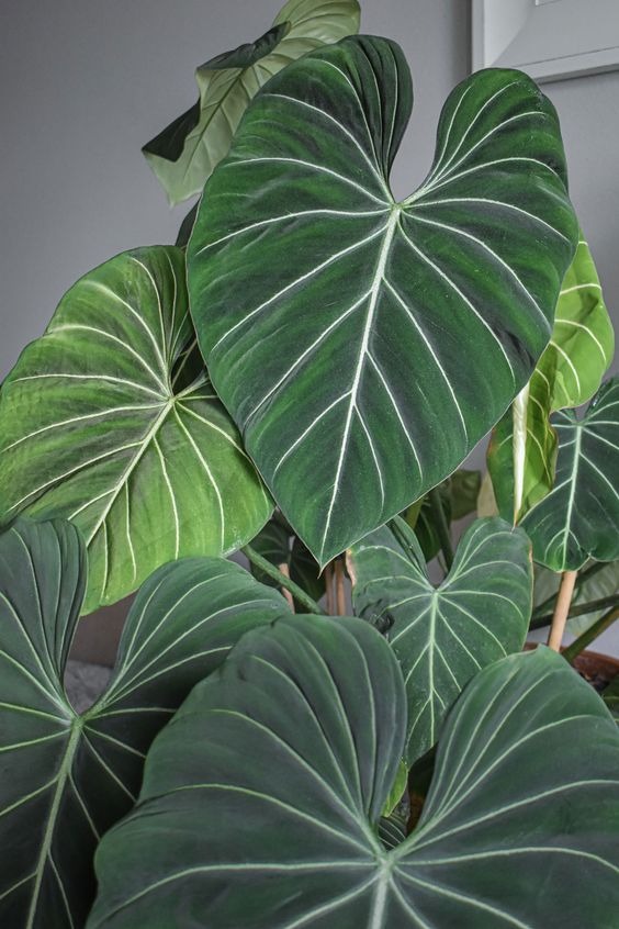 20 Fastest-Growing Houseplants To Create A Lush Indoor Garden