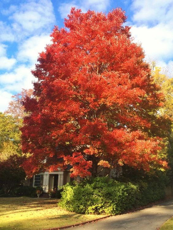 best fall color trees 