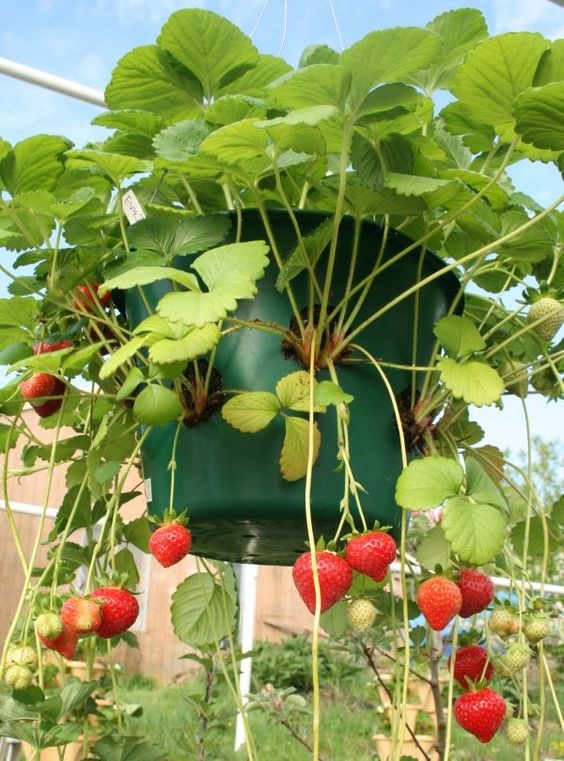 vegetables to grow in pots