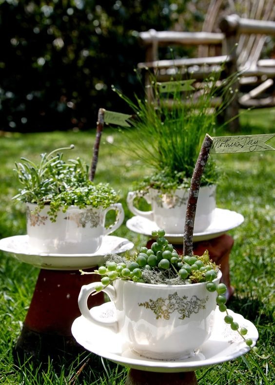 Succulent Teacup Garden