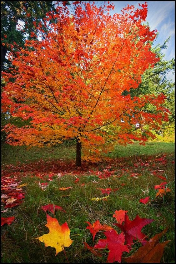 best fall color trees 