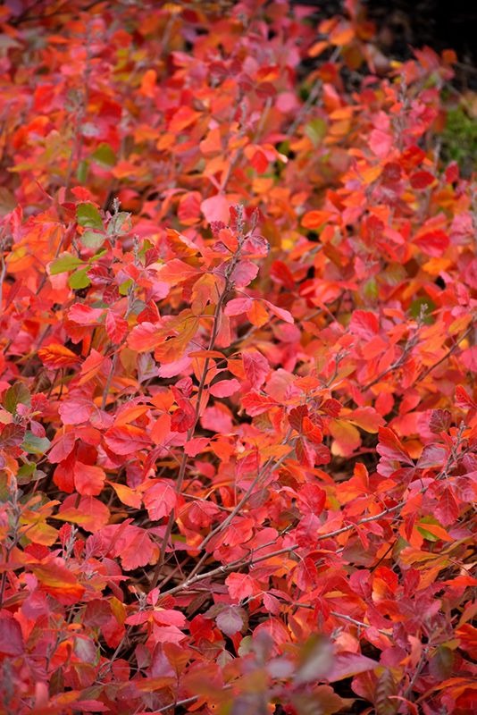 best trees for fall color 