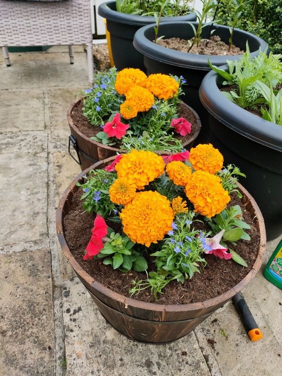 fall container plants 