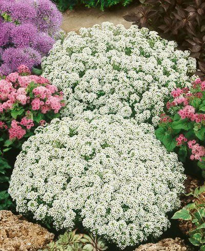 best flowers to plant in fall 