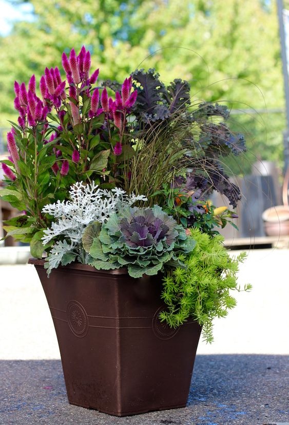 fall container plants 