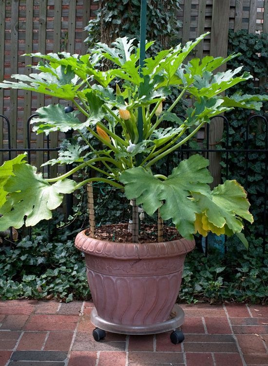 vegetables to grow in pots
