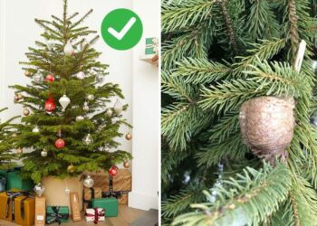10 Key Things To Know Before Buying The First Christmas Tree